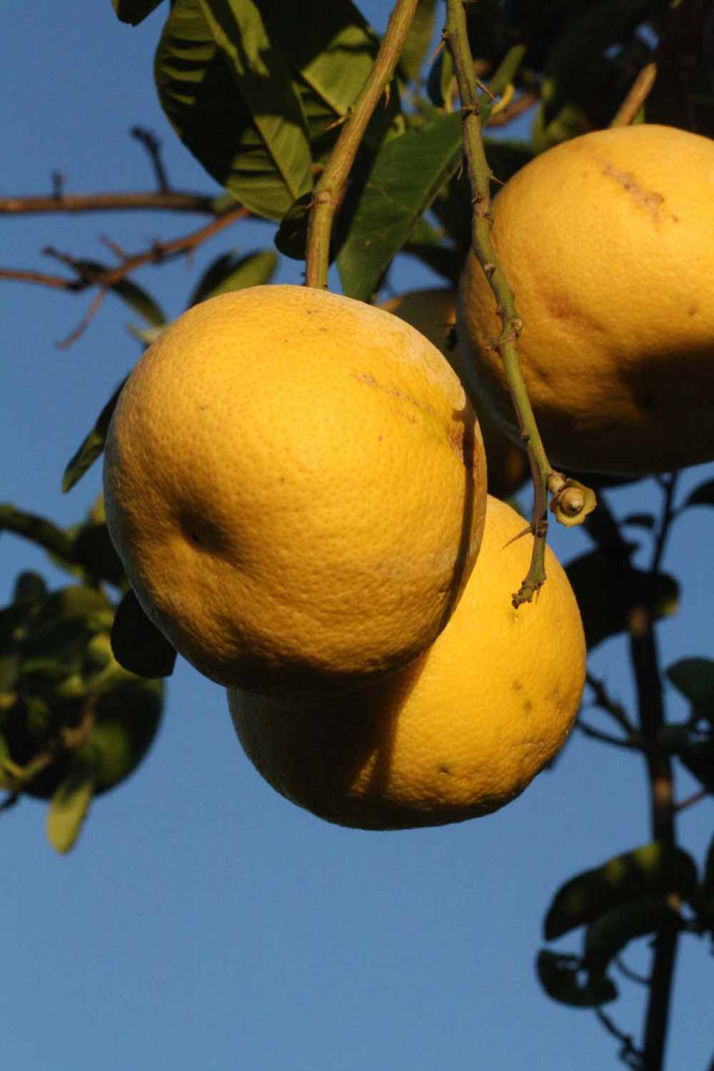            Fruit (Riverside, CA)   